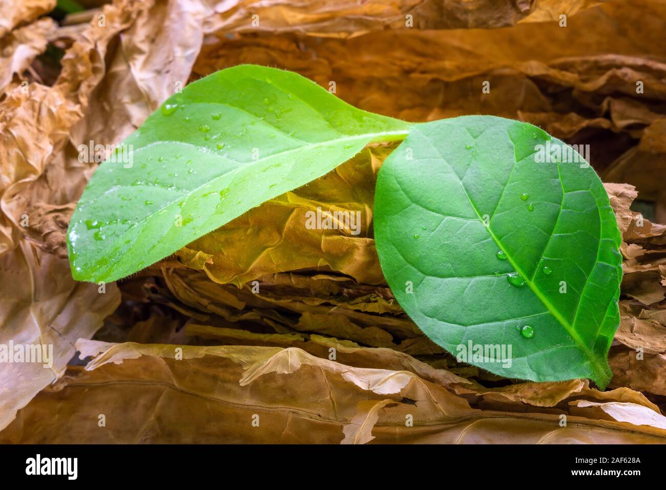 is tobacco native to india India Tobacco Production Dominated by Gujarat and Andhra Pradesh | INDmoney  posted on the topic