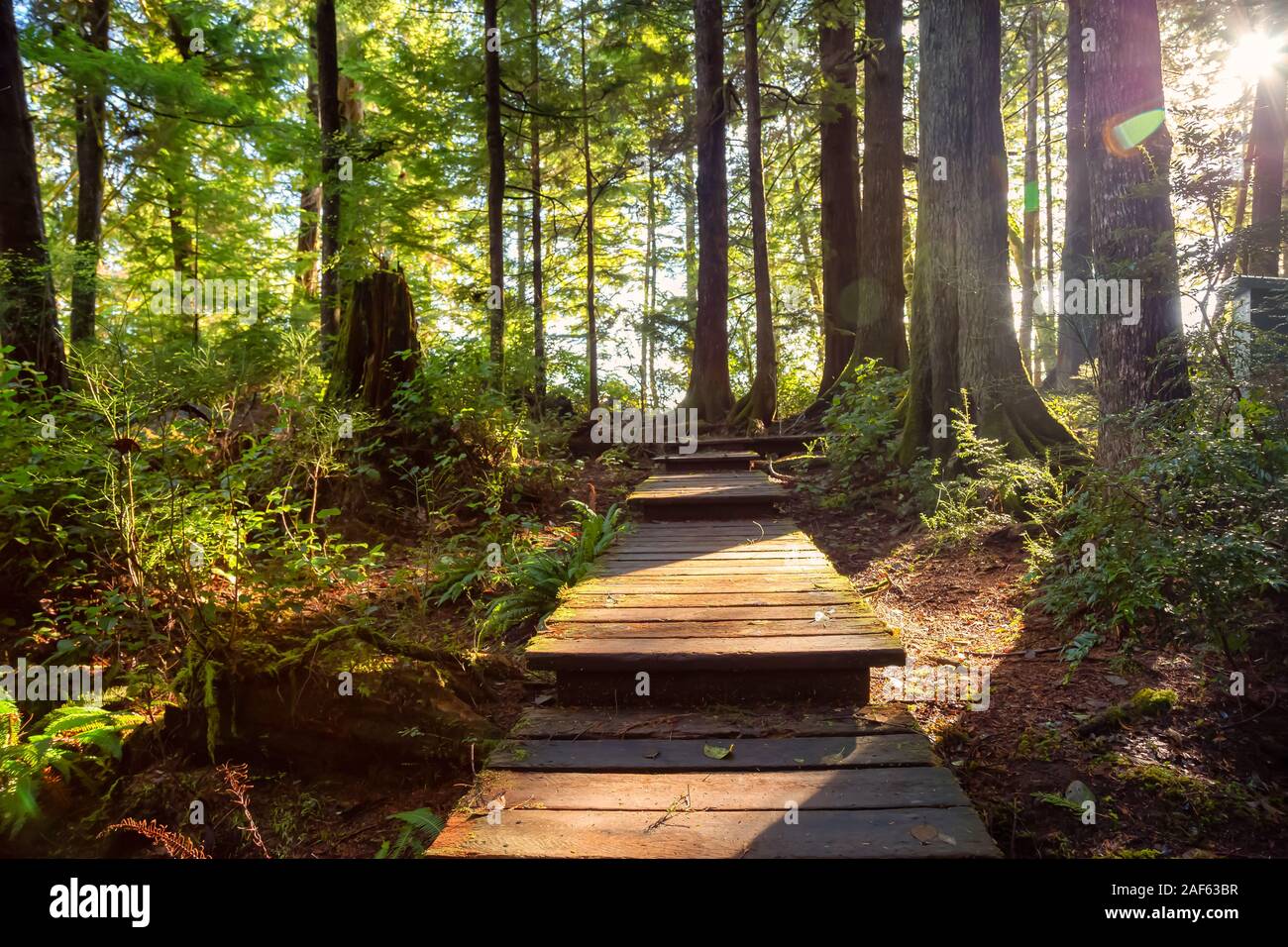 Beautiful Wooden Path in the Woods with colorful green trees leading to