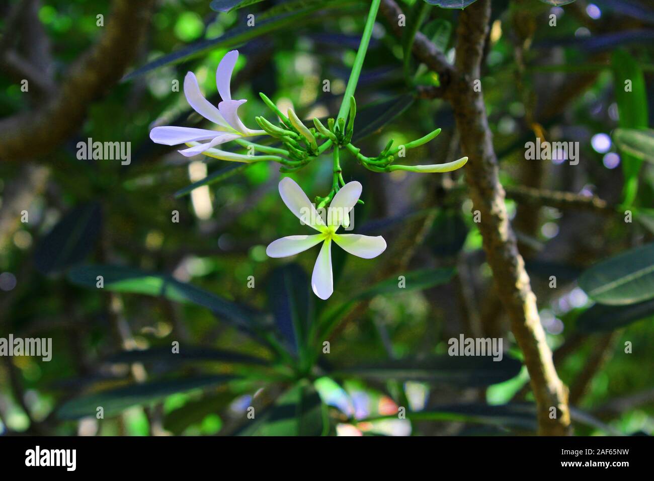 White flower in green garden hi-res stock photography and images - Alamy