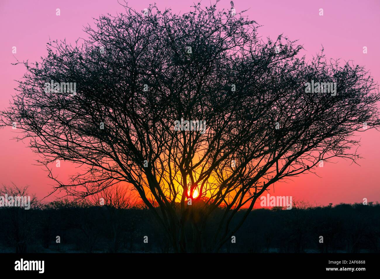 desert dusk landscape with sun disk shining through tree branches Stock Photo