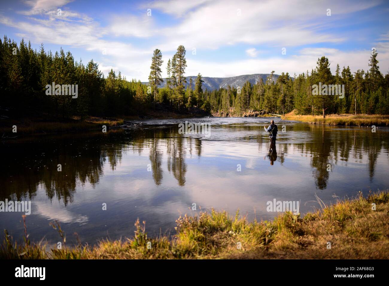 Fly fishing in Yellowstone National Park, United States Stock Photo Alamy