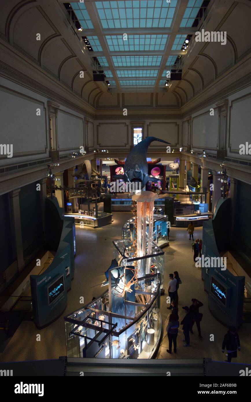 Visitors viewing the exhibits at the Smithsonian Museum of Natural History, one of the most visited museums in the United States. Stock Photo