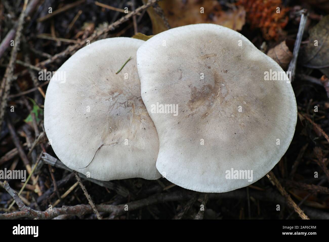 Clitocybe nebularis, known as the clouded agaric or cloud funnel, wild mushrooms from Finland Stock Photo