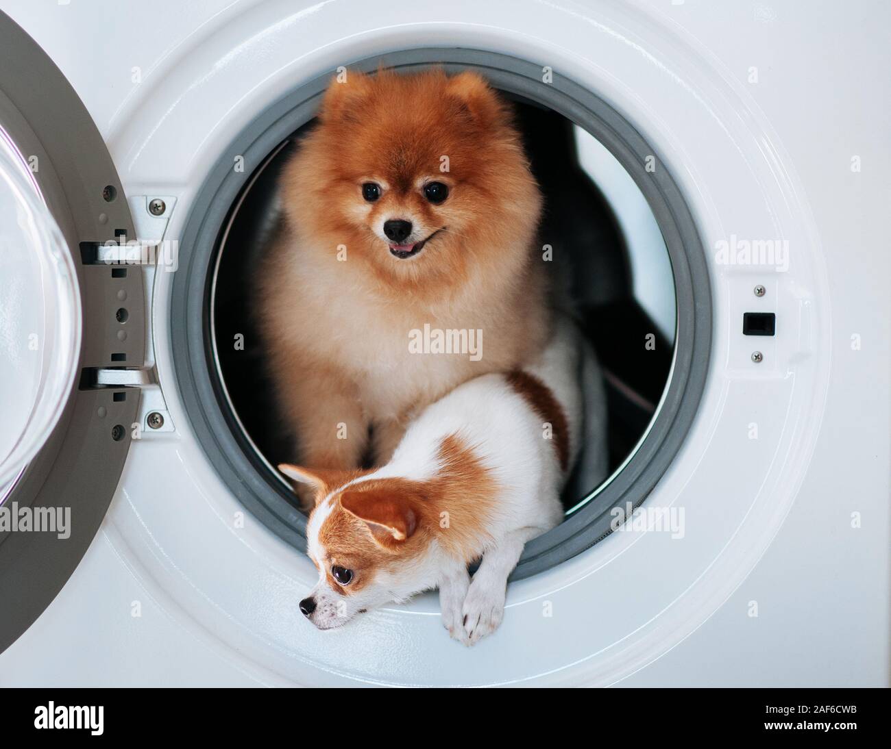 dog washing machine