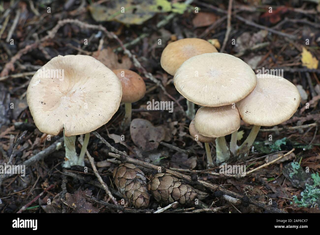 Gymnopus peronatus, known as wood woolly-foot, wild mushroom from Finland Stock Photo