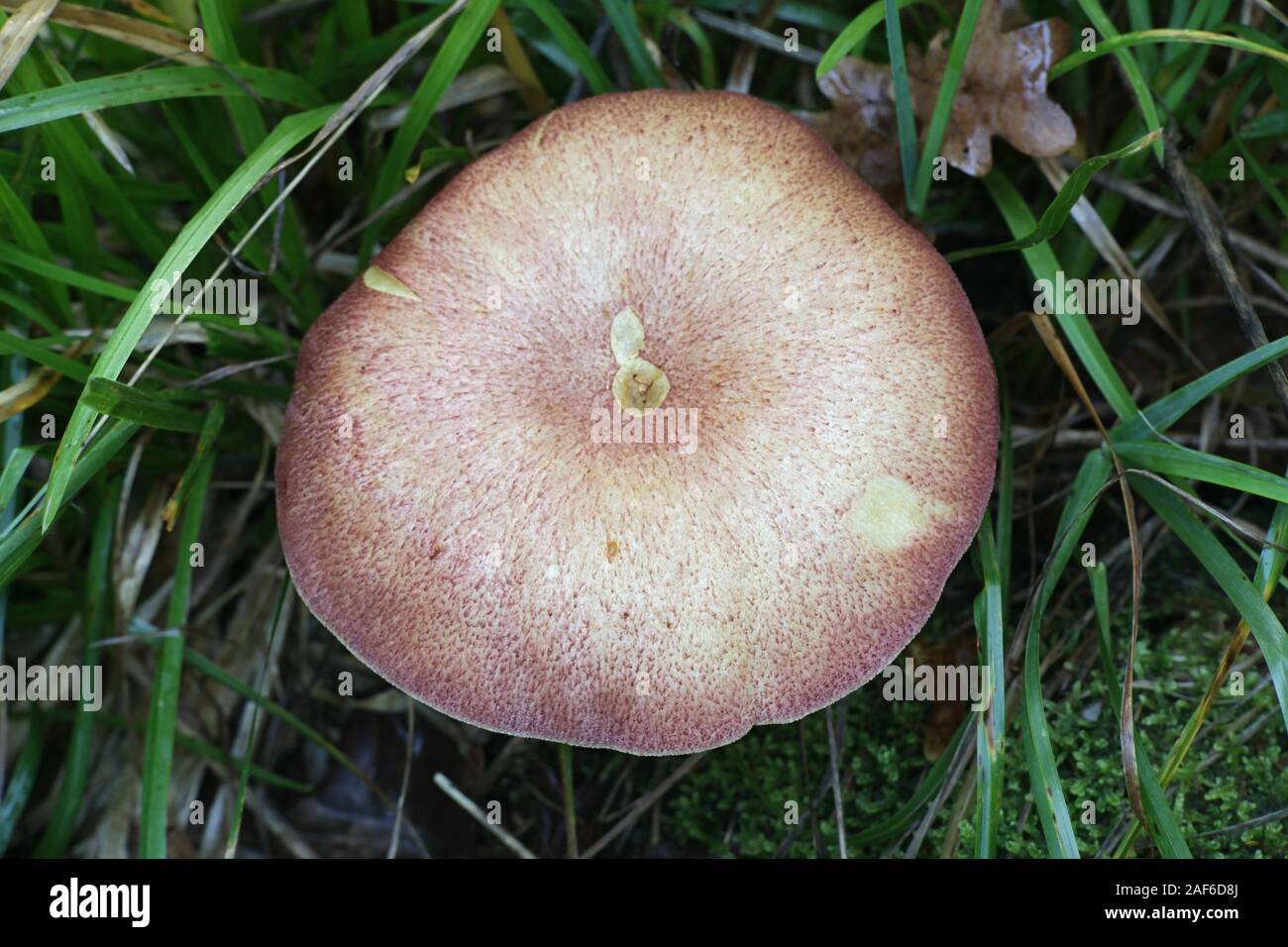 Tricholomopsis rutilans, known as Plums and Custard or Redhaired