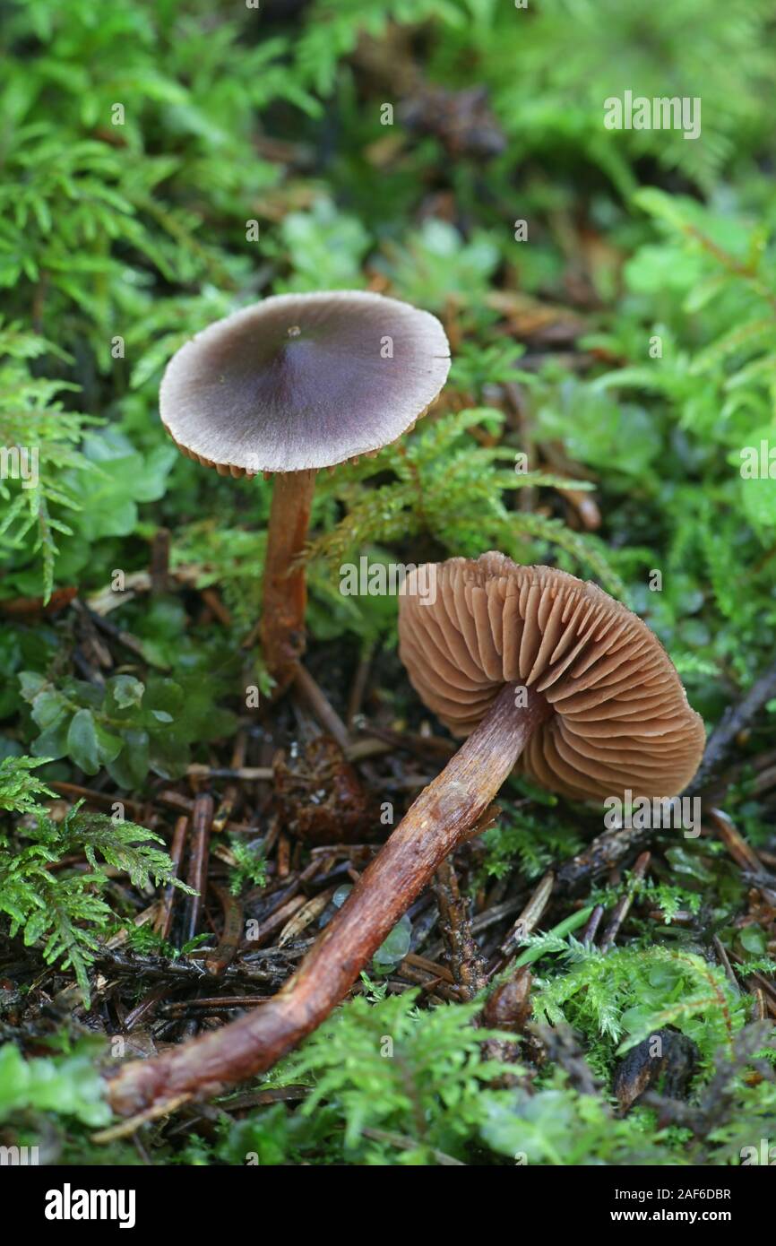Cortinarius anthracinus, wild webcap mushrooms from Finland Stock Photo