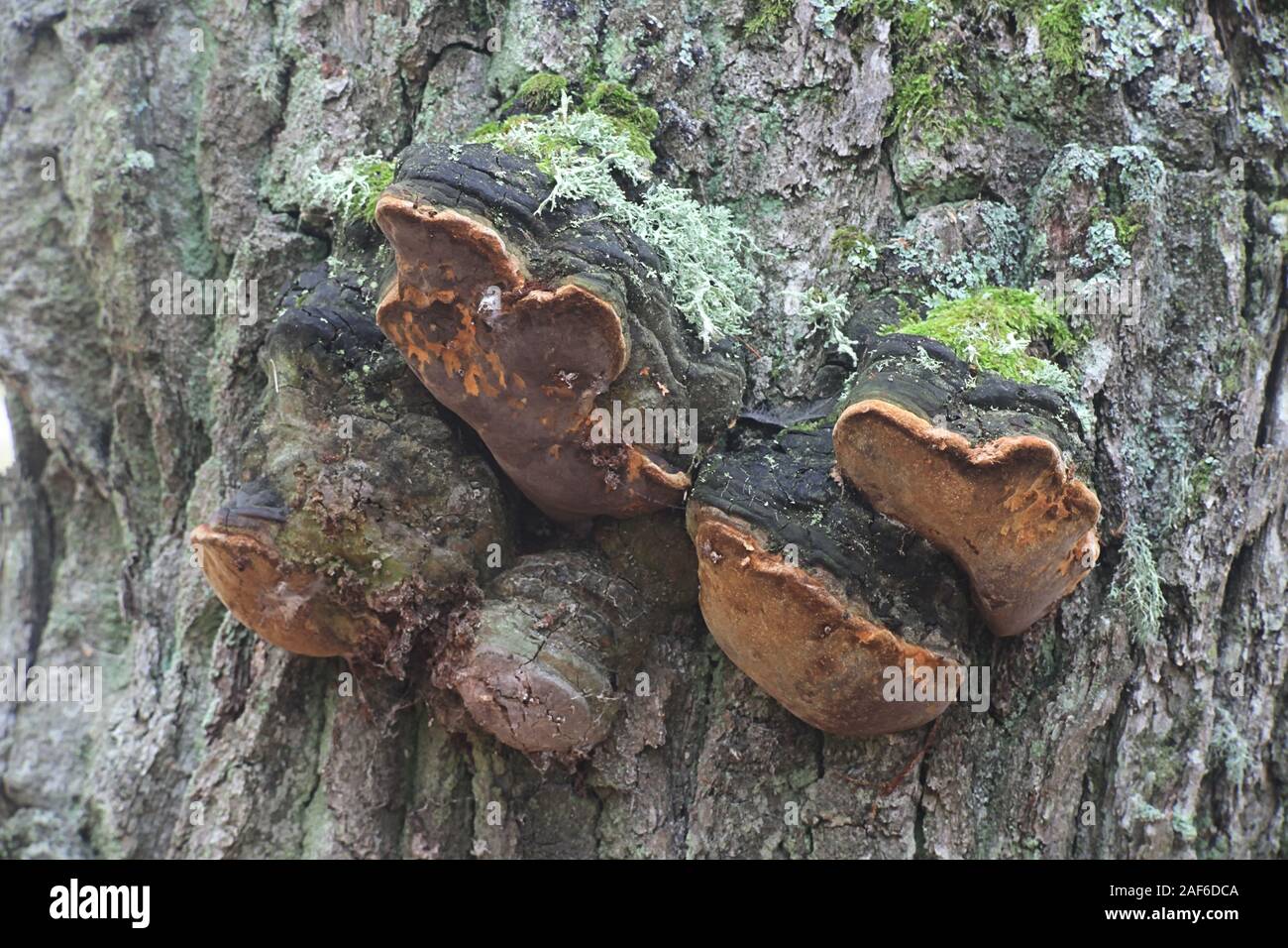 Phellinus robustus, known as robust bracket or robust conk, wild mushrooms from Finland Stock Photo