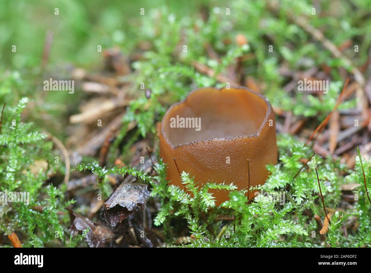 Humaria hemisphaerica, known as the hairy fairy cup, the brown-haired fairy cup or glazed cup, wild mushrooms from Finland Stock Photo