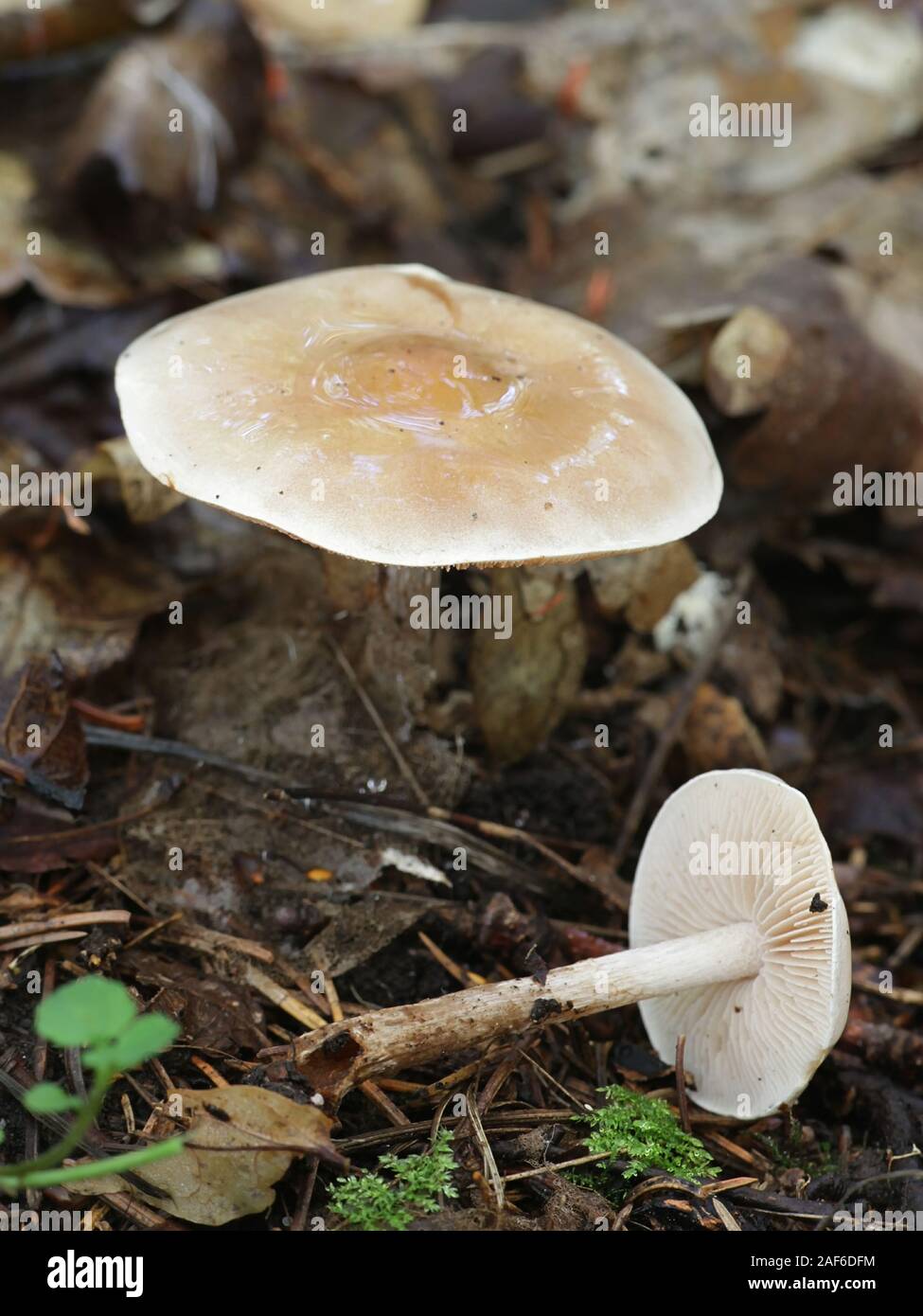 Hebeloma crustuliniforme, known as poison pie or poisonpie, wild poisonous mushroom from Finland Stock Photo