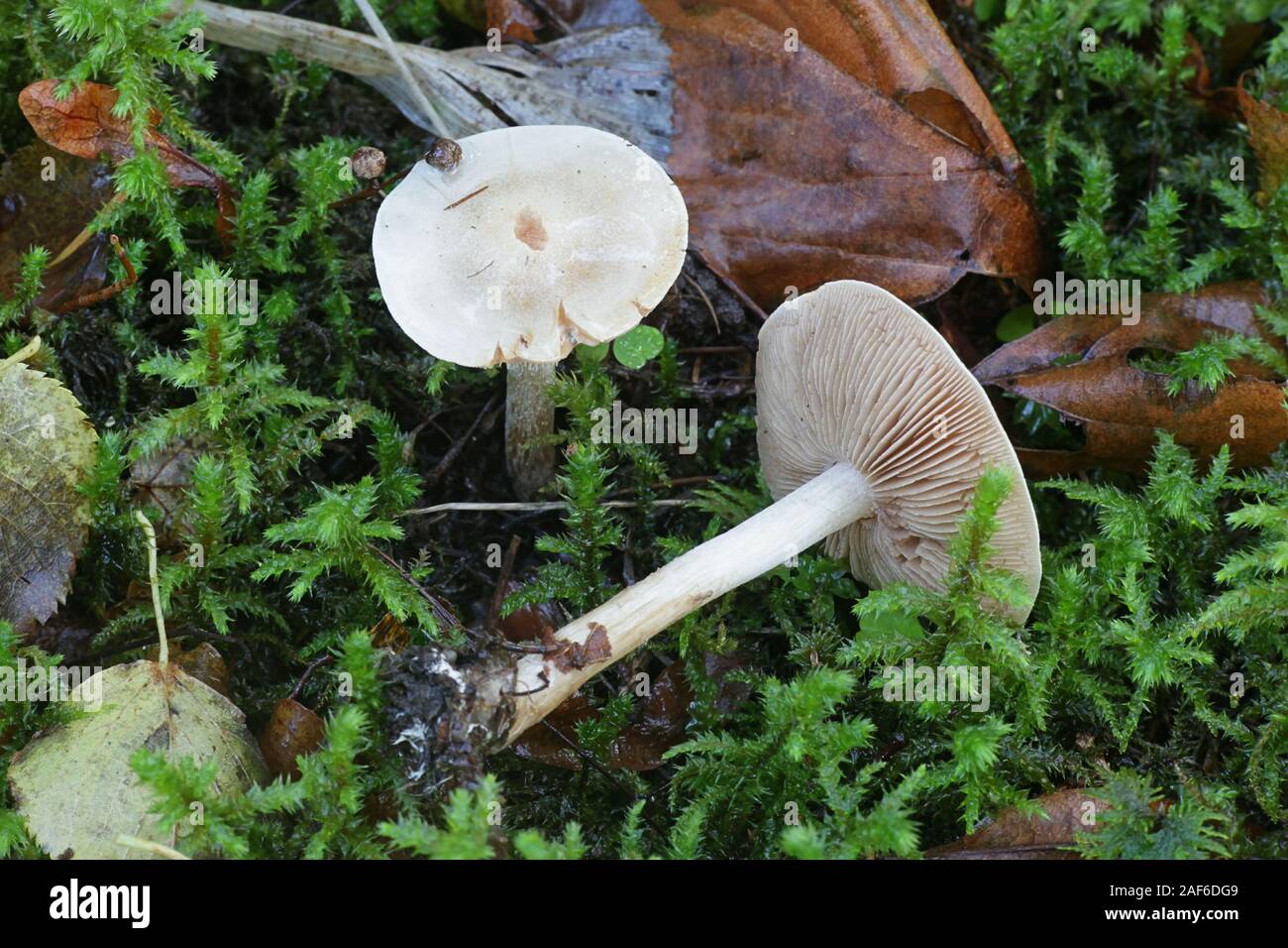 Hebeloma crustuliniforme, known as poison pie or poisonpie, poisonous mushroom from Finland Stock Photo