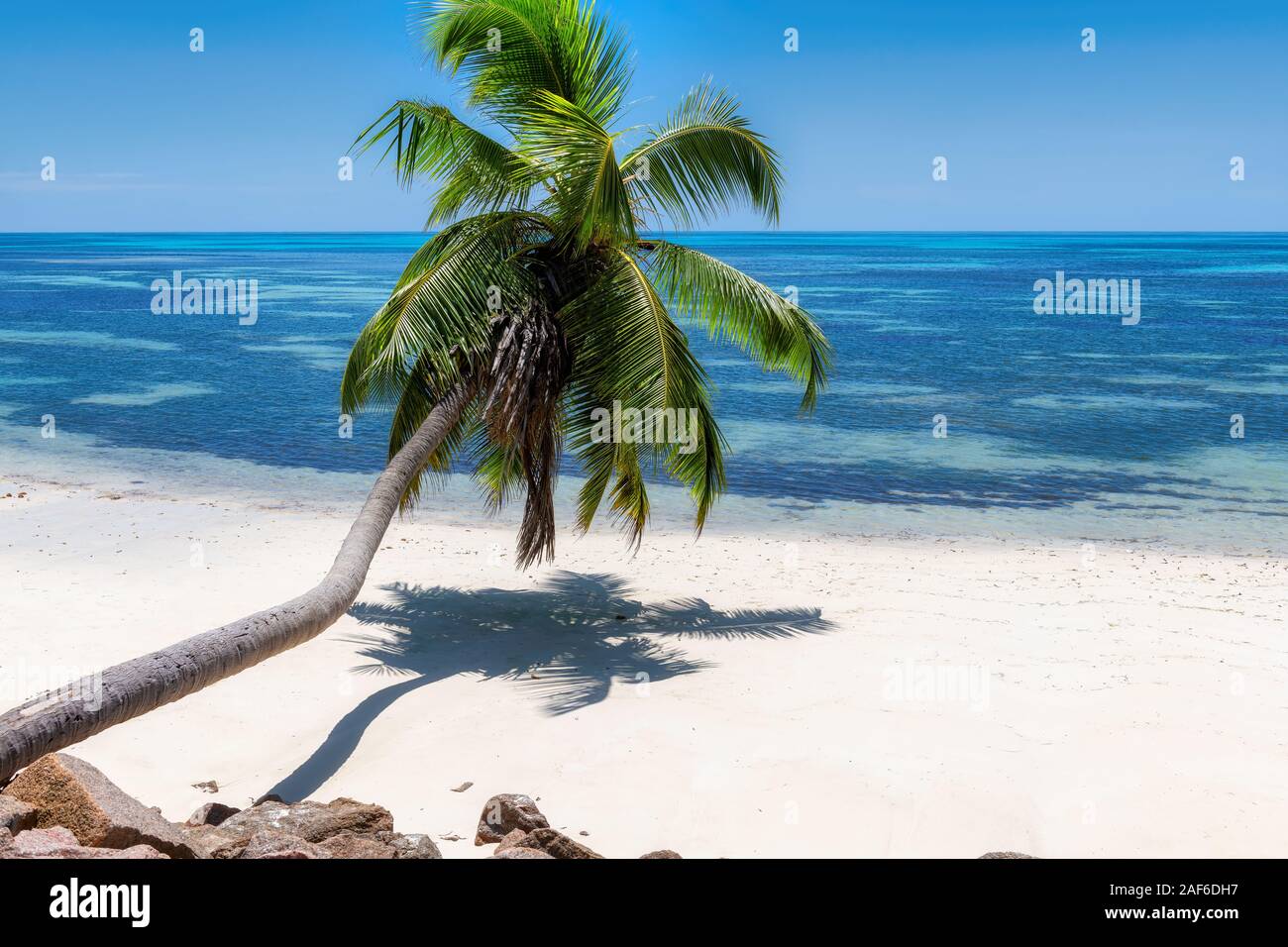 Coconut palm tree over Sunny beach Stock Photo - Alamy