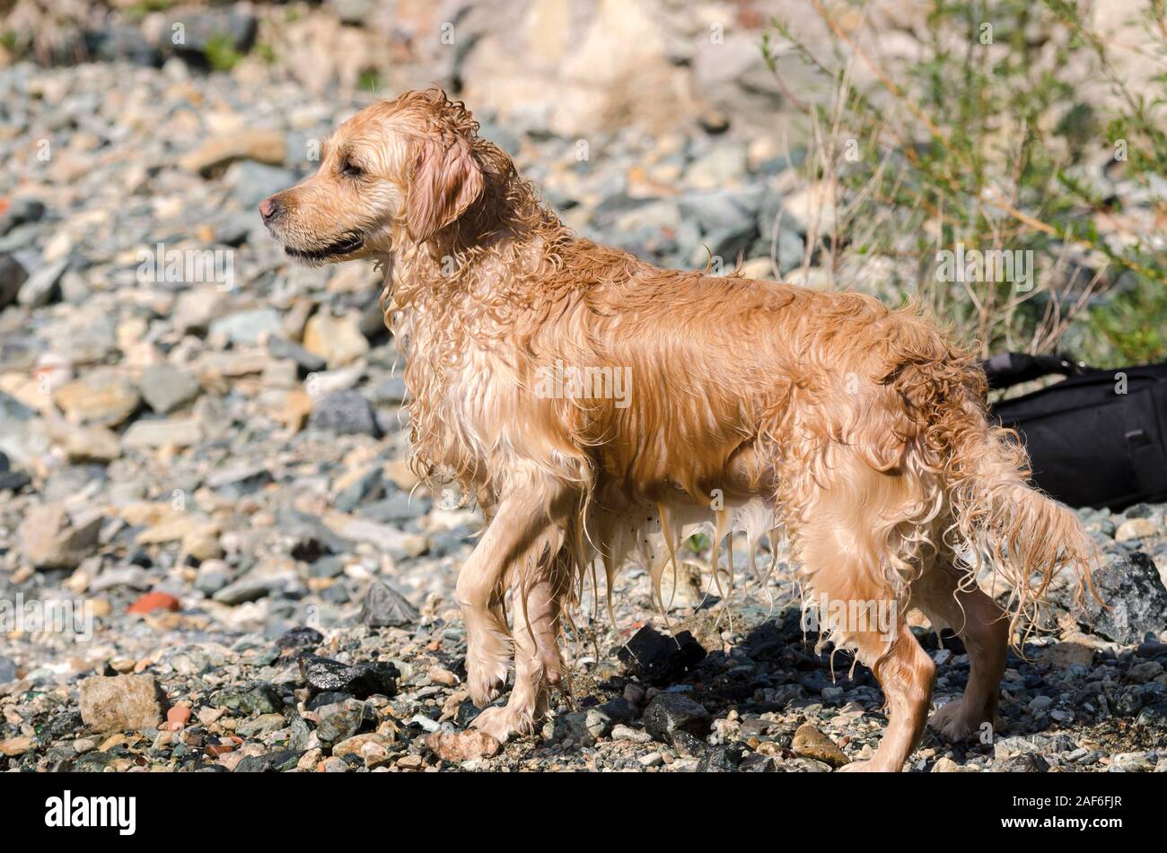 honey color golden retriever that swims, runs and plays in a little ...