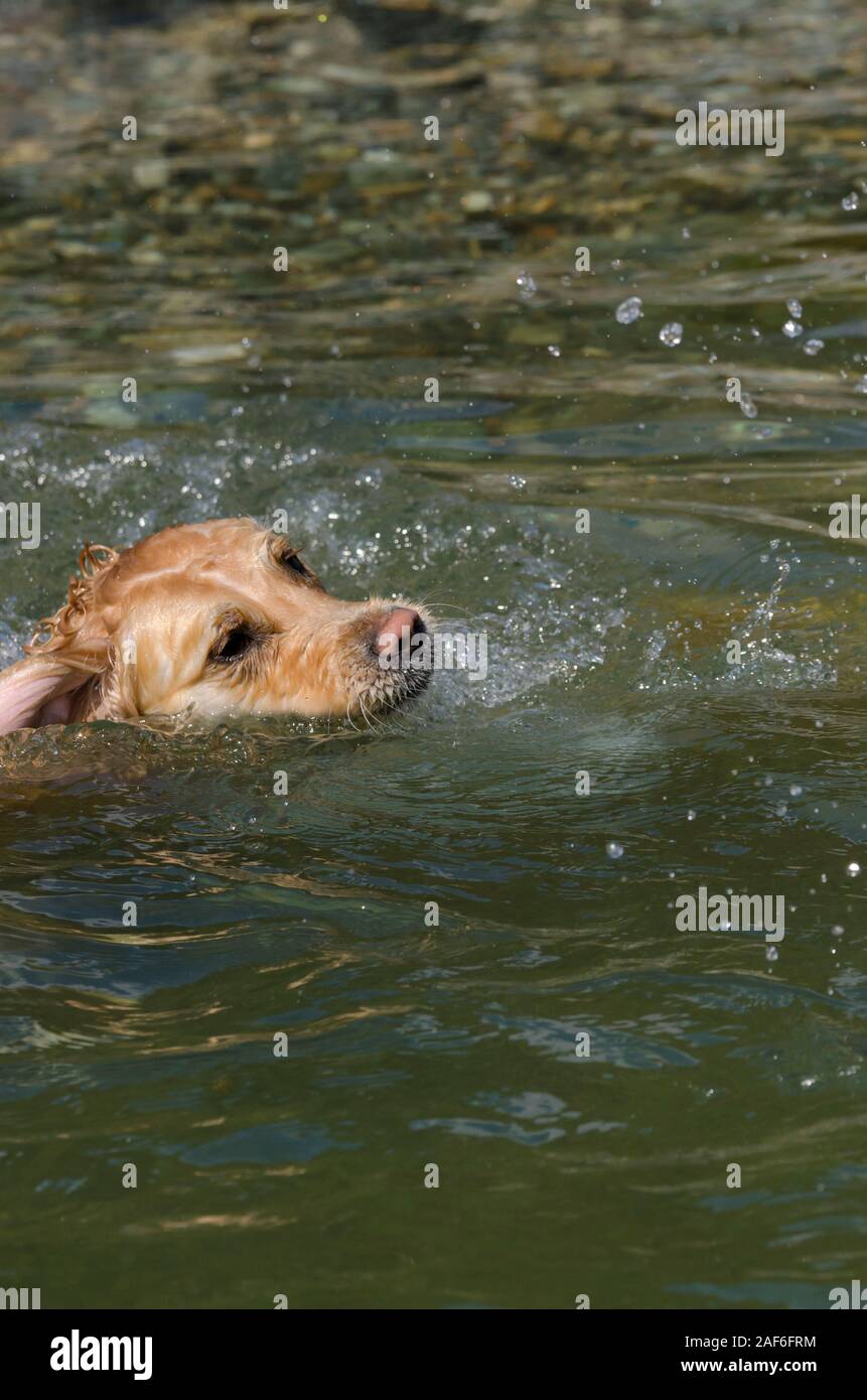 honey color golden retriever that swims, runs and plays in a little