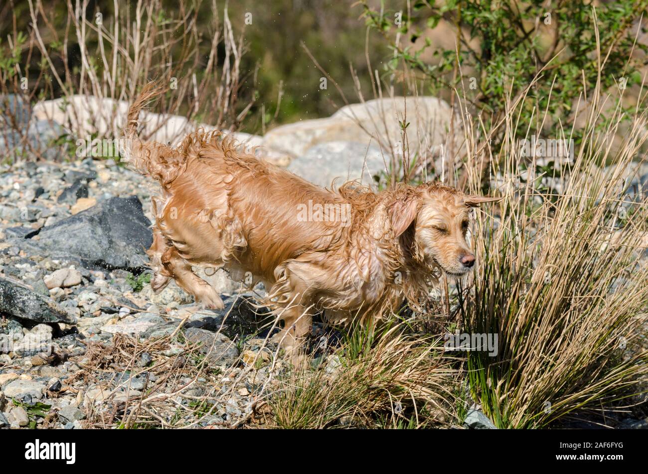 honey color golden retriever that swims, runs and plays in a little ...