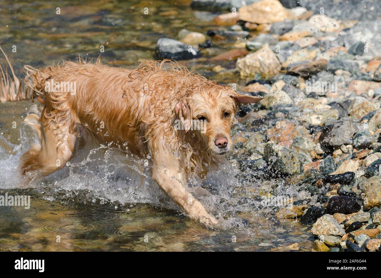 honey color golden retriever that swims, runs and plays in a little