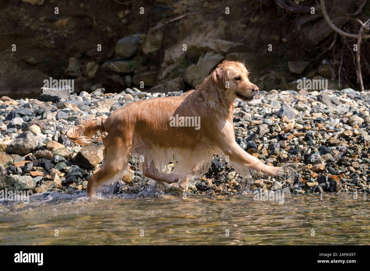 honey color golden retriever that swims, runs and plays in a little ...