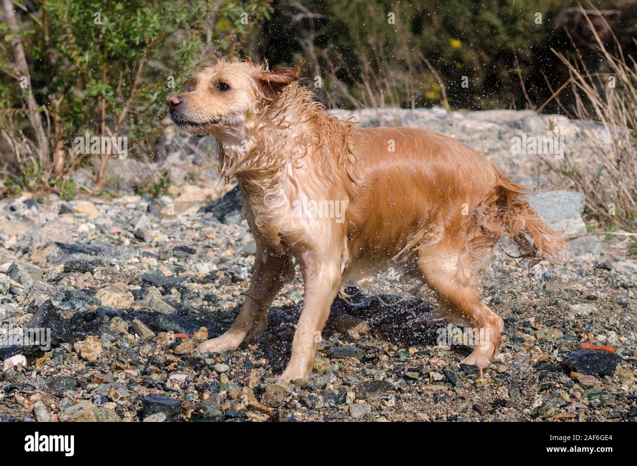 honey color golden retriever that swims, runs and plays in a little