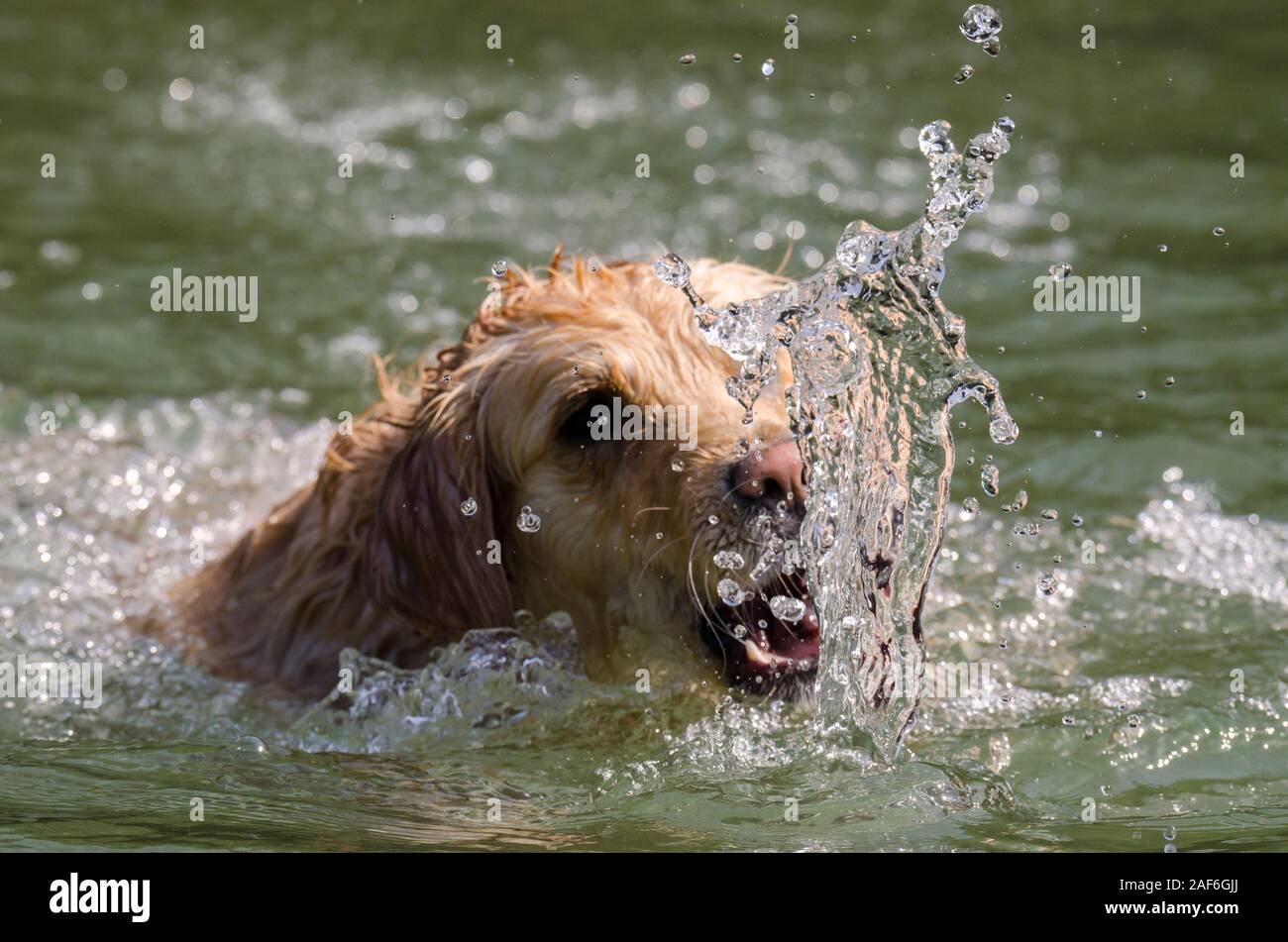 honey color golden retriever that swims, runs and plays in a little