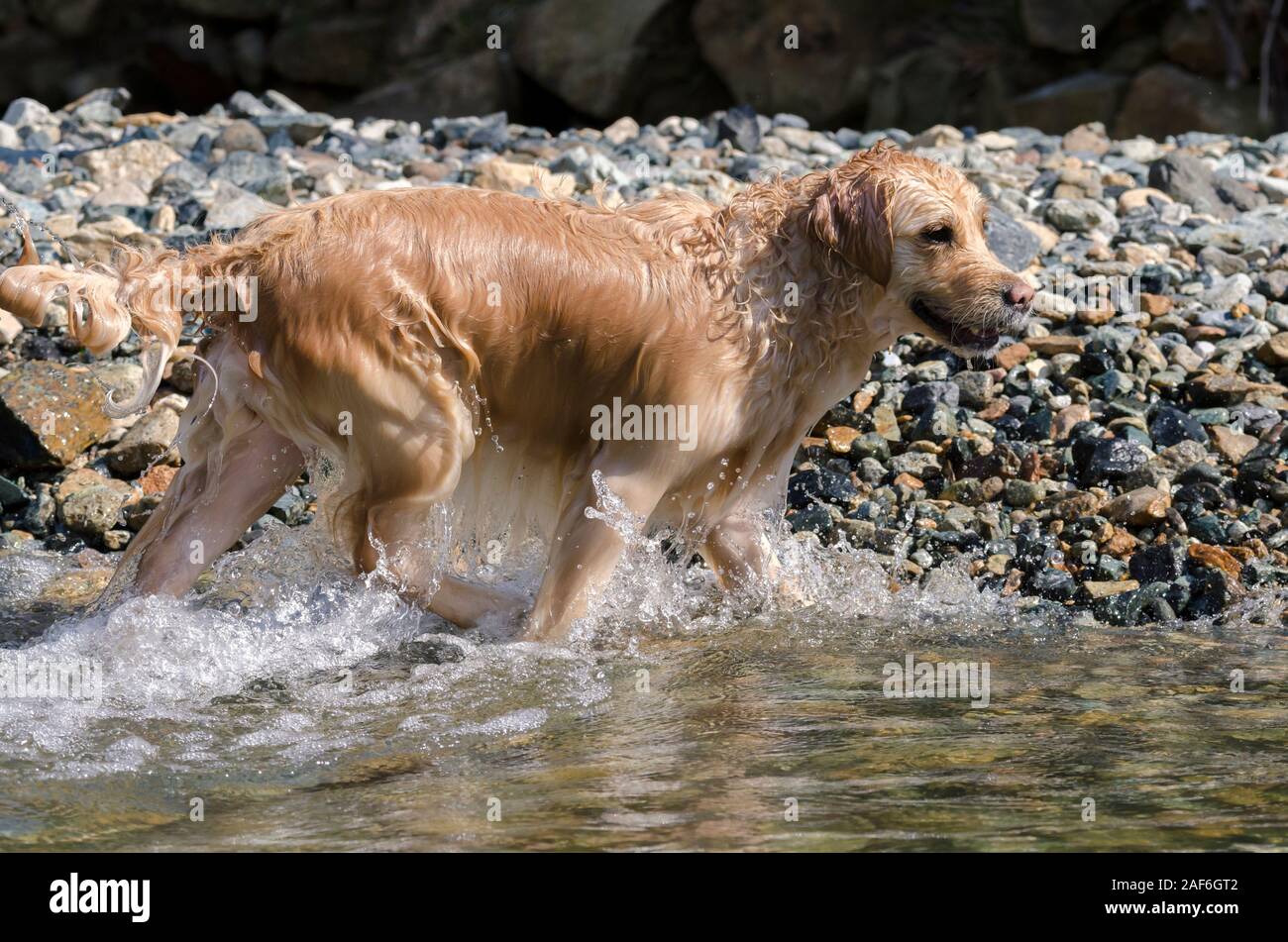 honey color golden retriever that swims, runs and plays in a little ...