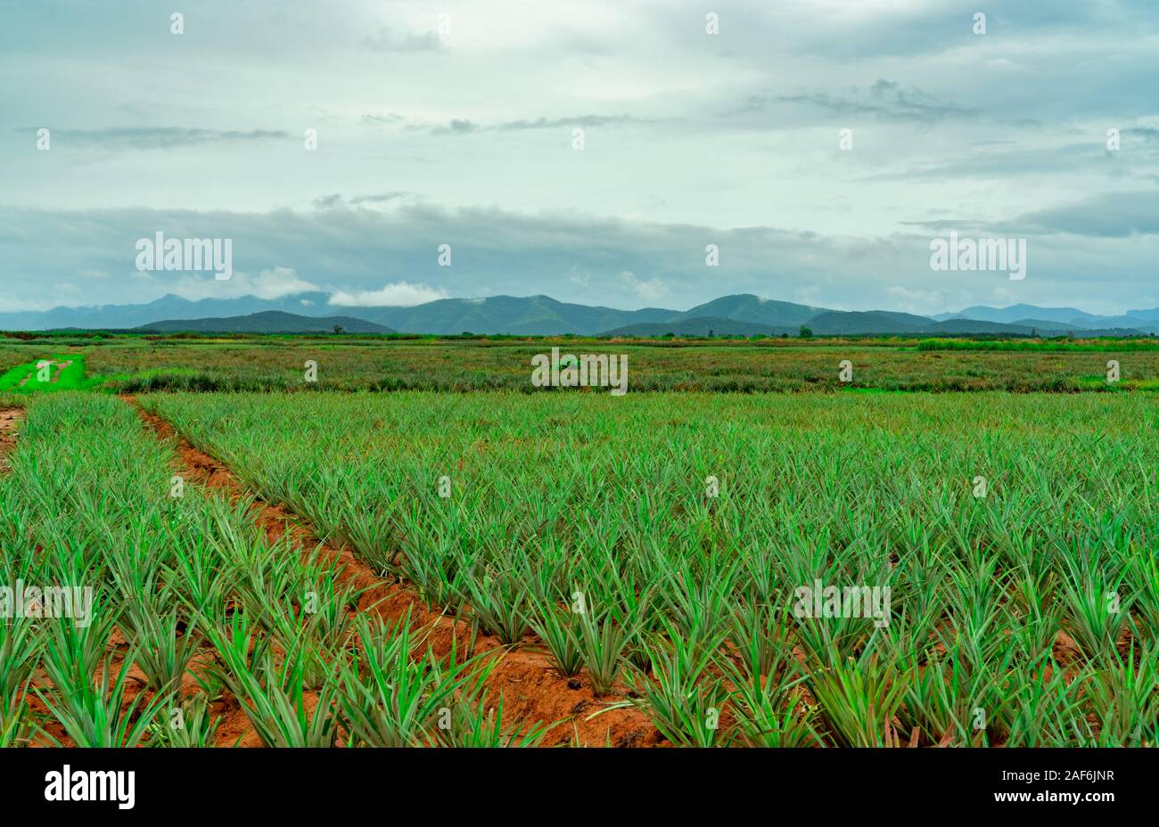 Pineapple plantation. Landscape pineapple farm and mountain. Plaืt