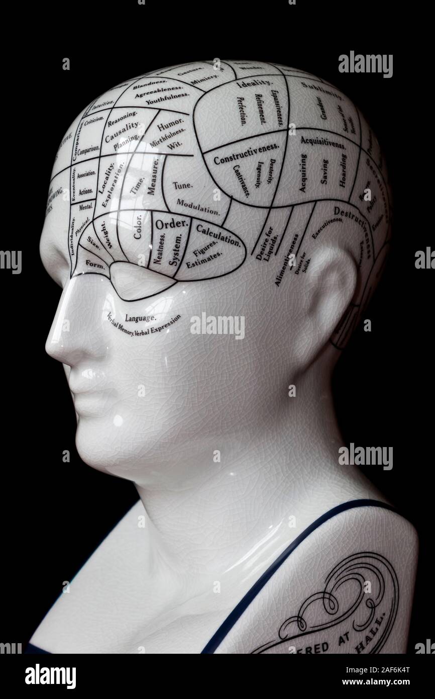 Vintage porcelain phrenology head showing the brain map used in psychology education. Stock Photo