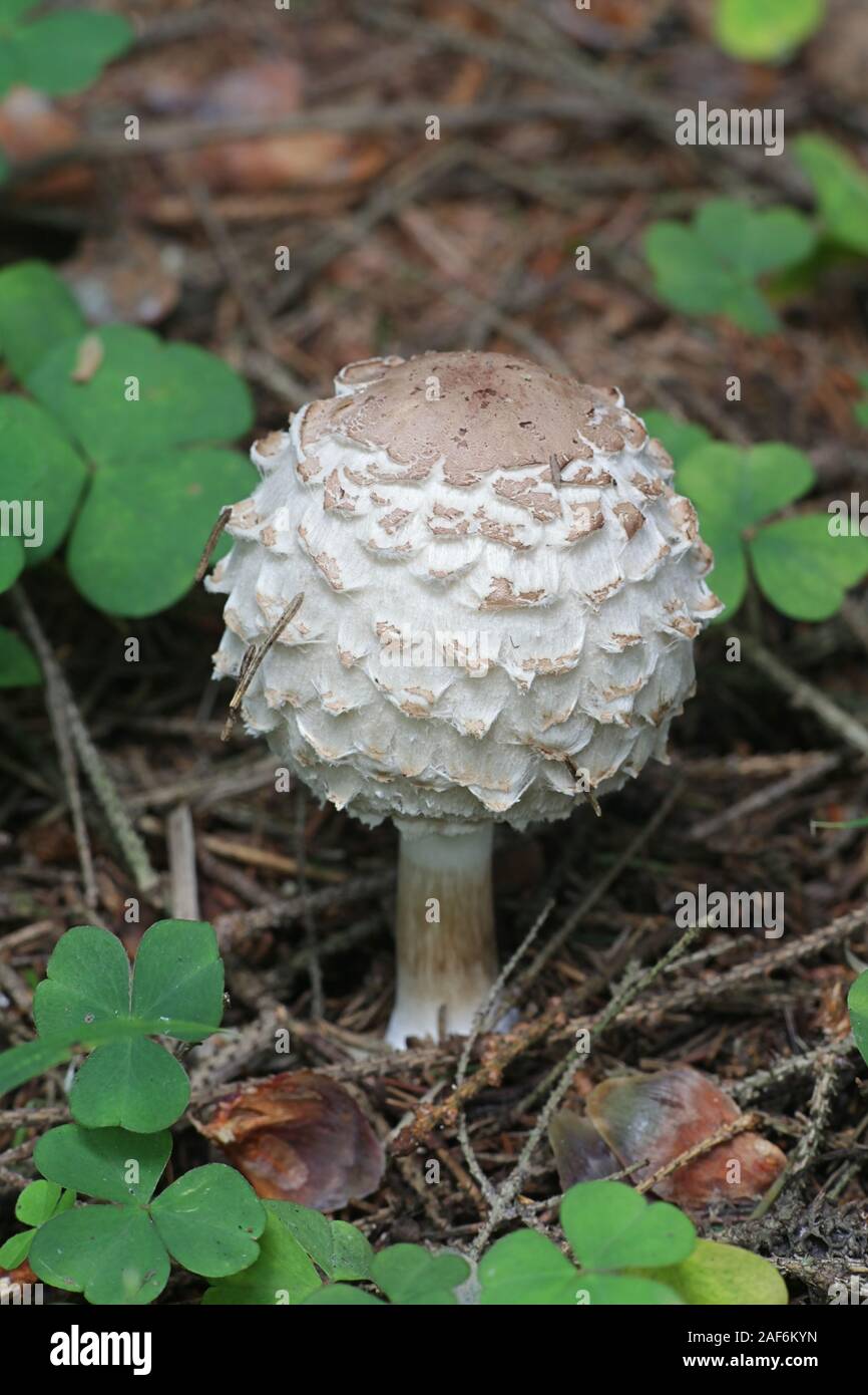 Chlorophyllum olivieri, known as Olive Shaggy Parasol, wild mushrooms from Finland Stock Photo