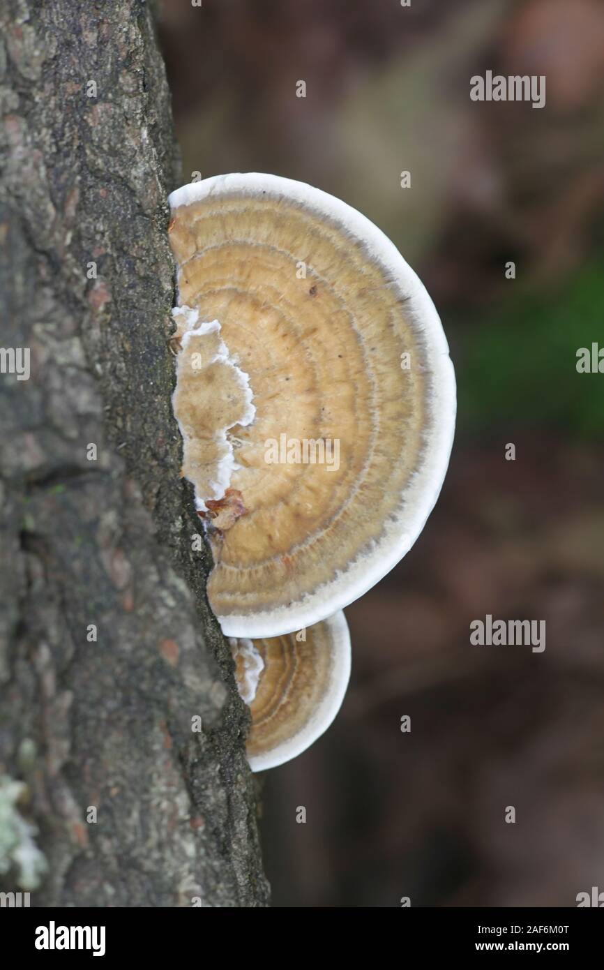 Daedaleopsis confragosa, known as the thin walled maze polypore or the blushing bracket, wild fungus from Finland Stock Photo