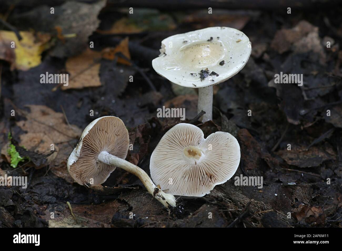 Hebeloma crustuliniforme, known as poison pie or fairy cakes, poisonous mushrooms from Finland Stock Photo