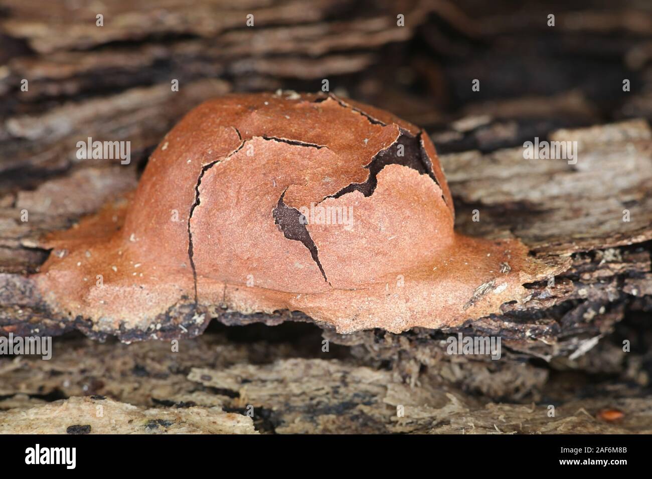 Fuligo leviderma, a plasmodial slime mold or mould from Finland Stock Photo