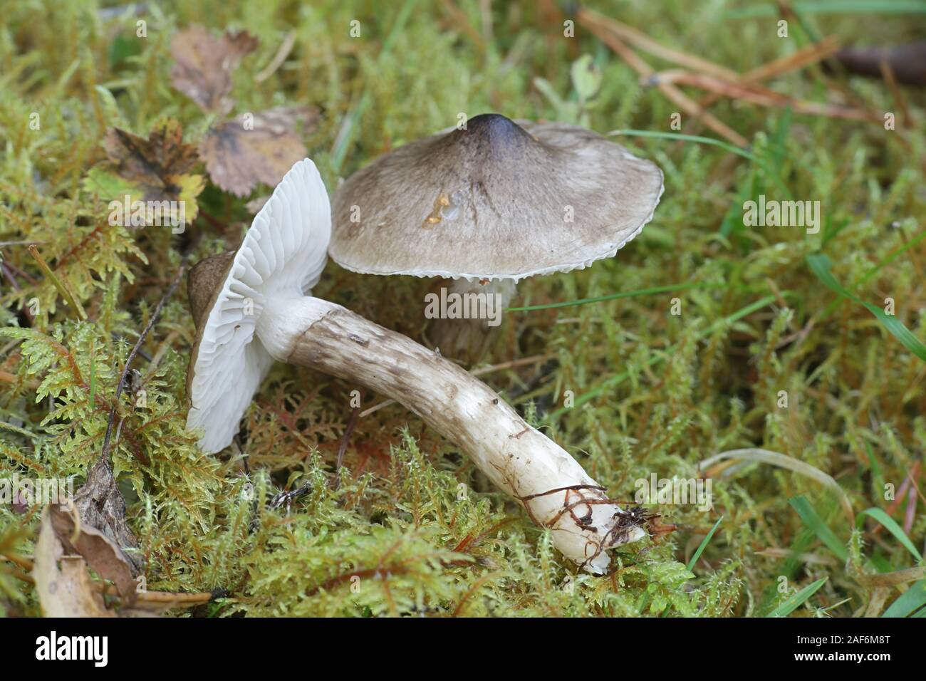 Hygrophorus korhonenii, woodwax or waxy cap mushrooms from Finland Stock Photo