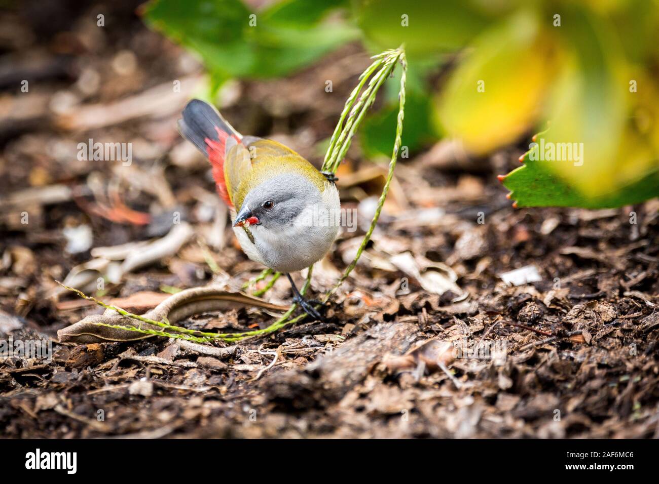 Close up of a swee waxbill (Coccopygia melanotis) sitting on a blade of grass near the ground, having seeds in its beak Stock Photo