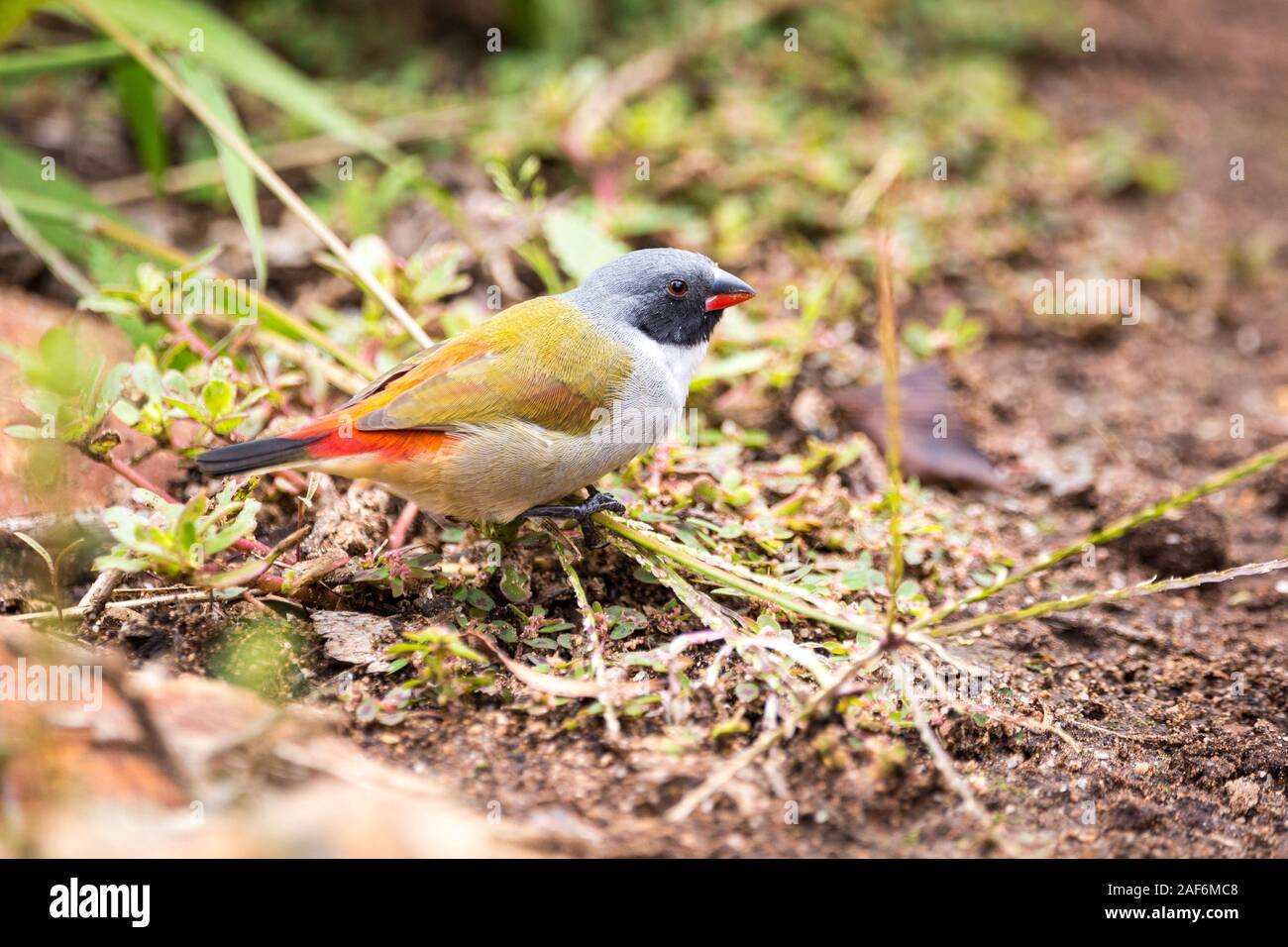 Close up of a swee waxbill (Coccopygia melanotis) sitting on a blade of grass on the ground Stock Photo
