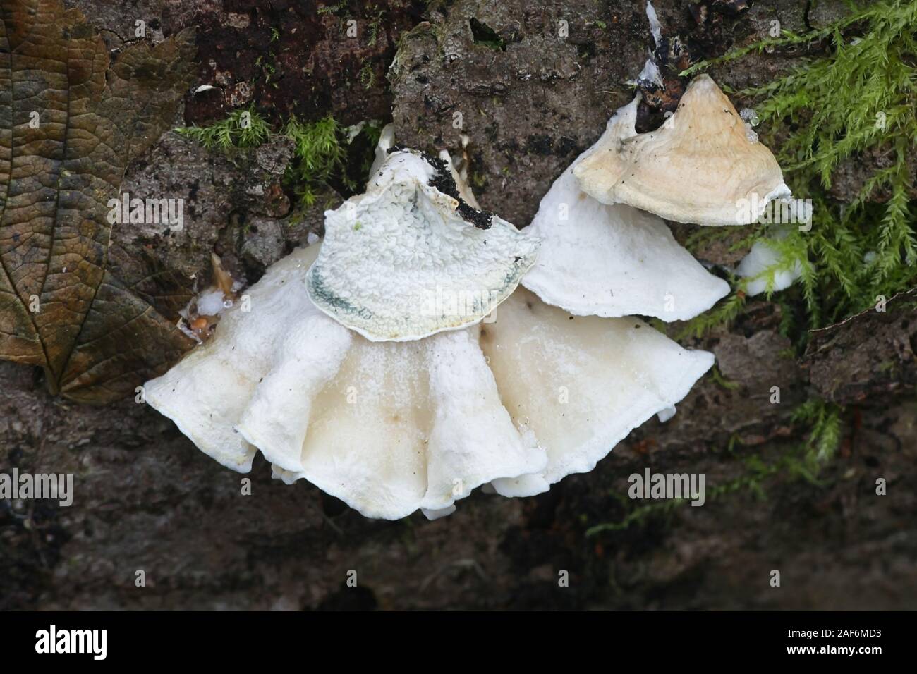 Plicature alni, wild fungus from Finland Stock Photo