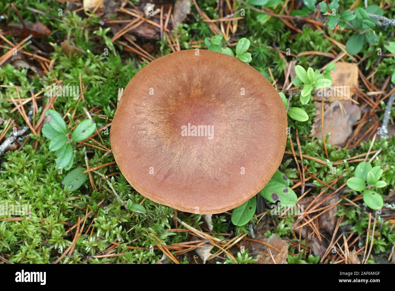 Cortinarius armillatus, known as the red-banded cortinarius, wild mushrooms from Finland Stock Photo