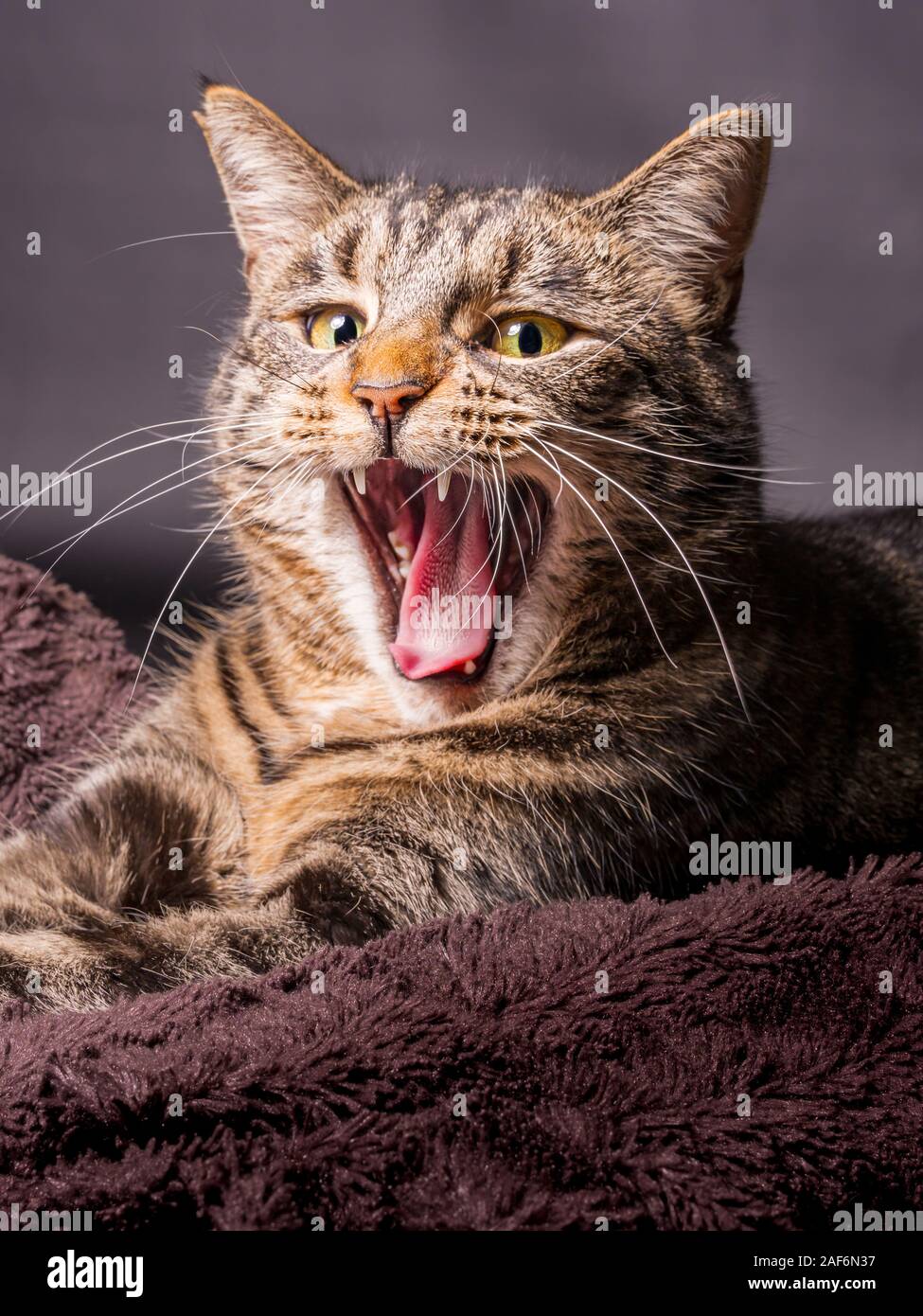Young yawning European cat lying on a brown blanket Stock Photo