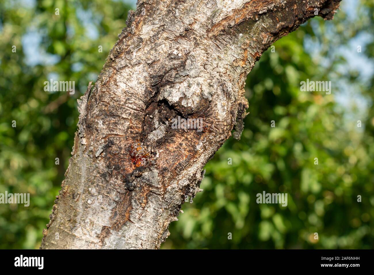 diseased bark and trunk of peach and nectarine tree. Closeup macro