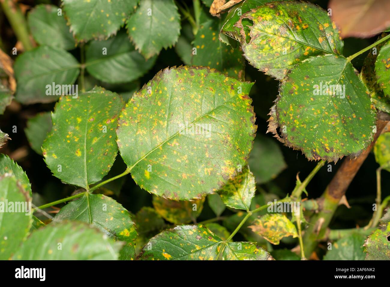 sick rose flowers and leaves in spots of rot. Protection against