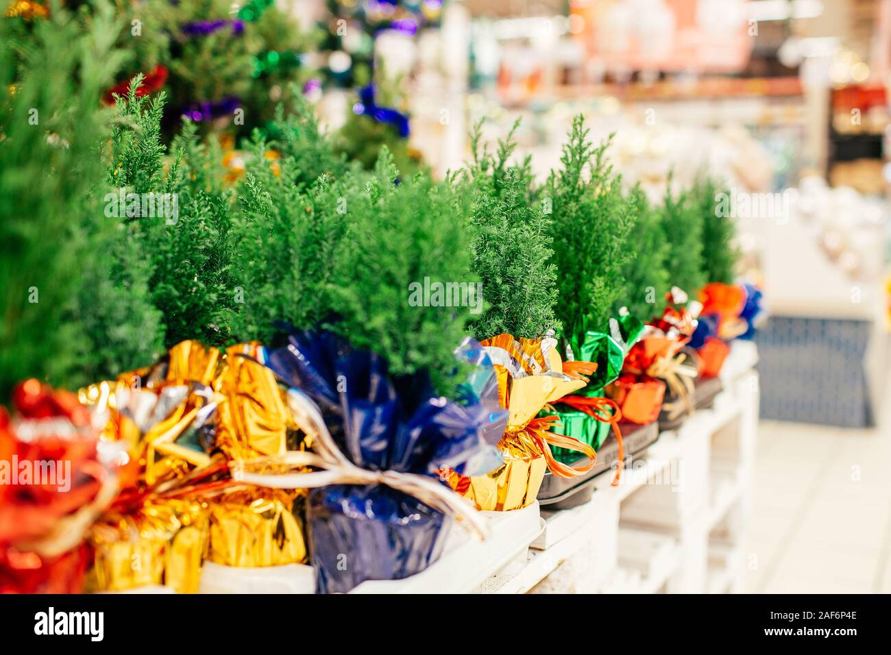 Small seedlings of thuja in different colors in pots are sold in the store on Christmas and new year's eve. Stock Photo