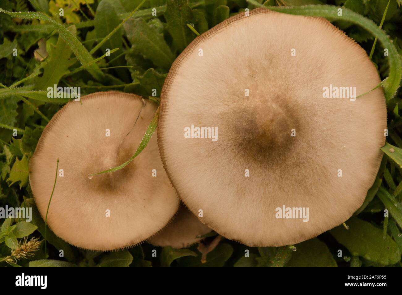 Close up group of mushroom in the nature macro of volvariella gloiocephala volvariella speciosa detail Stock Photo