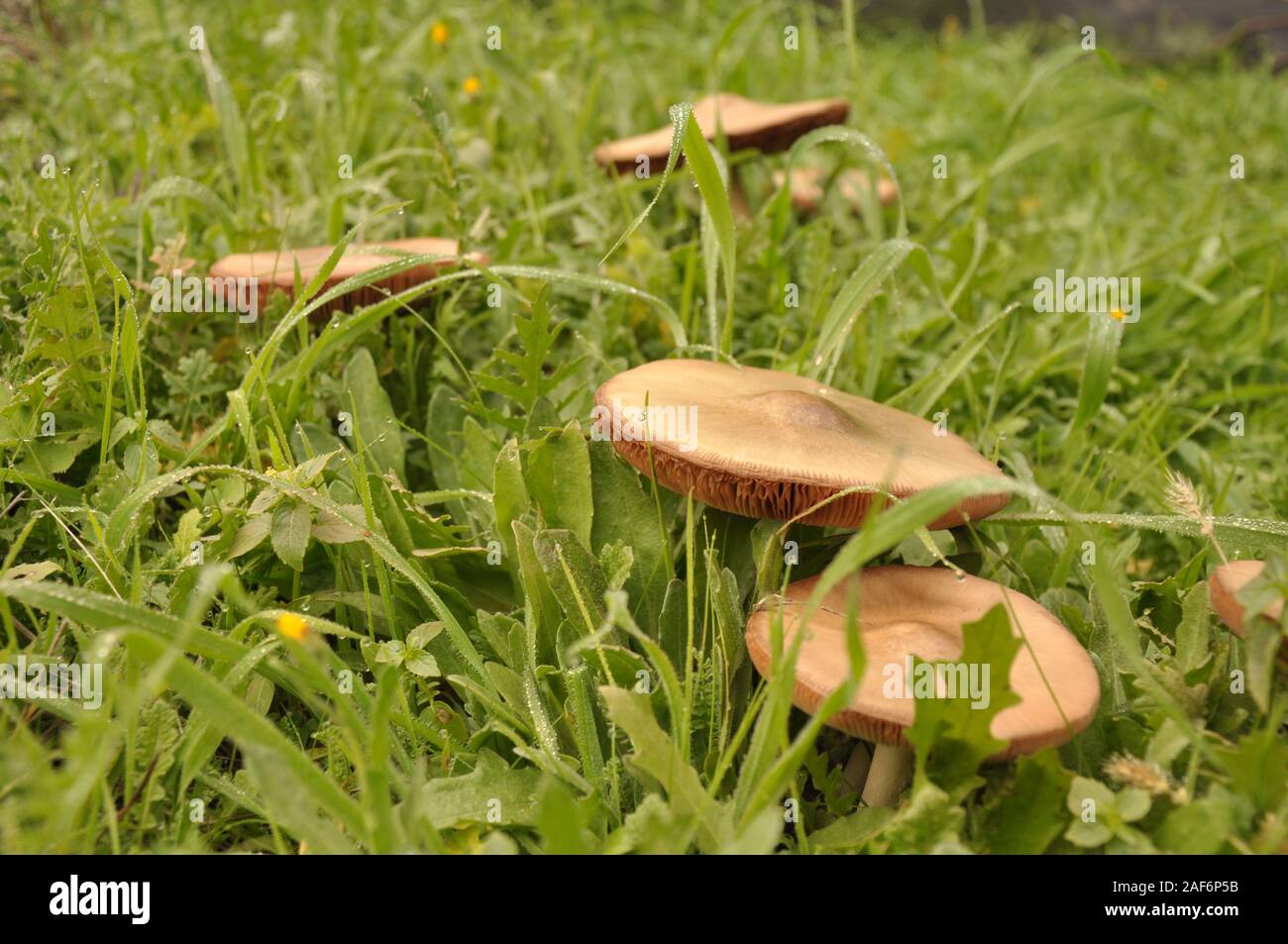 Close up group of mushroom in the nature macro of volvariella gloiocephala volvariella speciosa detail Stock Photo