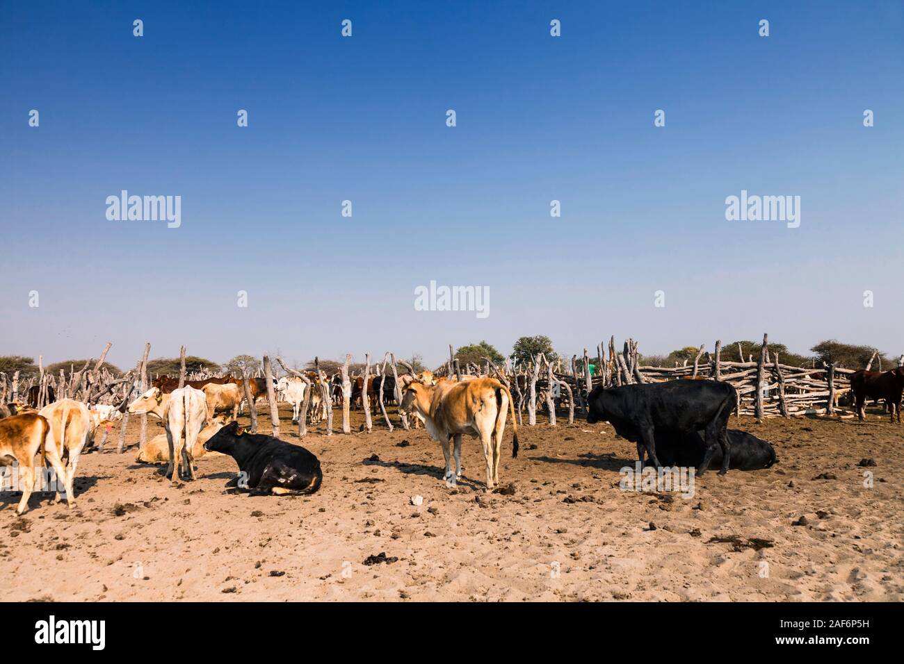 Cattle herding at remote area beside Sowa pan(Sua pan), Makgadikgadi pans, Botswana, Southern Africa, Africa Stock Photo