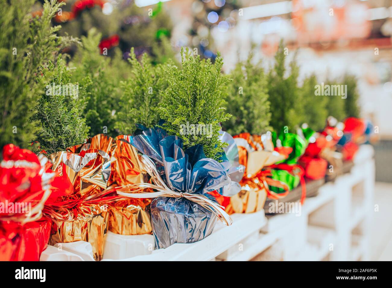 Small seedlings of thuja in different colors in pots are sold in the store on Christmas and new year's eve. Stock Photo
