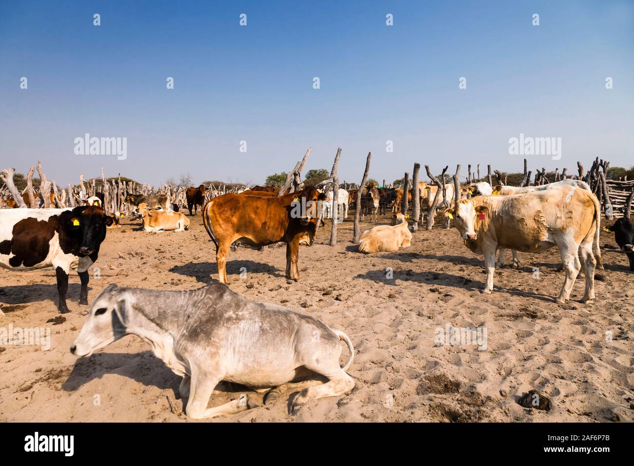 Herding Cattle at remote area of Sowa pan, Sua pan, Makgadikgadi pans, Botswana, Africa Stock Photo