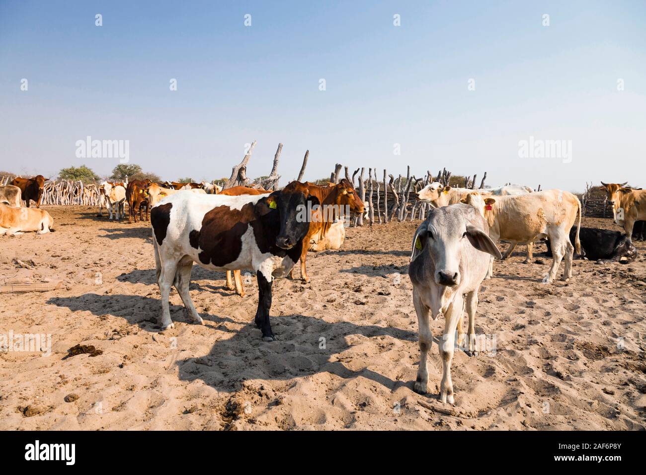 Cattle herding at remote area beside Sowa pan(Sua pan), Makgadikgadi pans, Botswana, Southern Africa, Africa Stock Photo