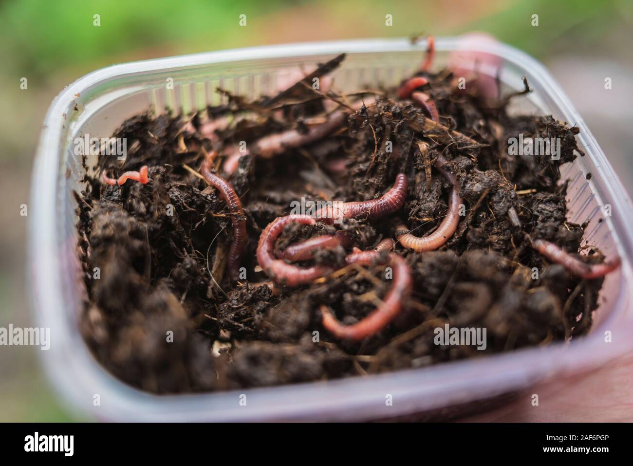 box in which there are earthworms for fishing Stock Photo - Alamy