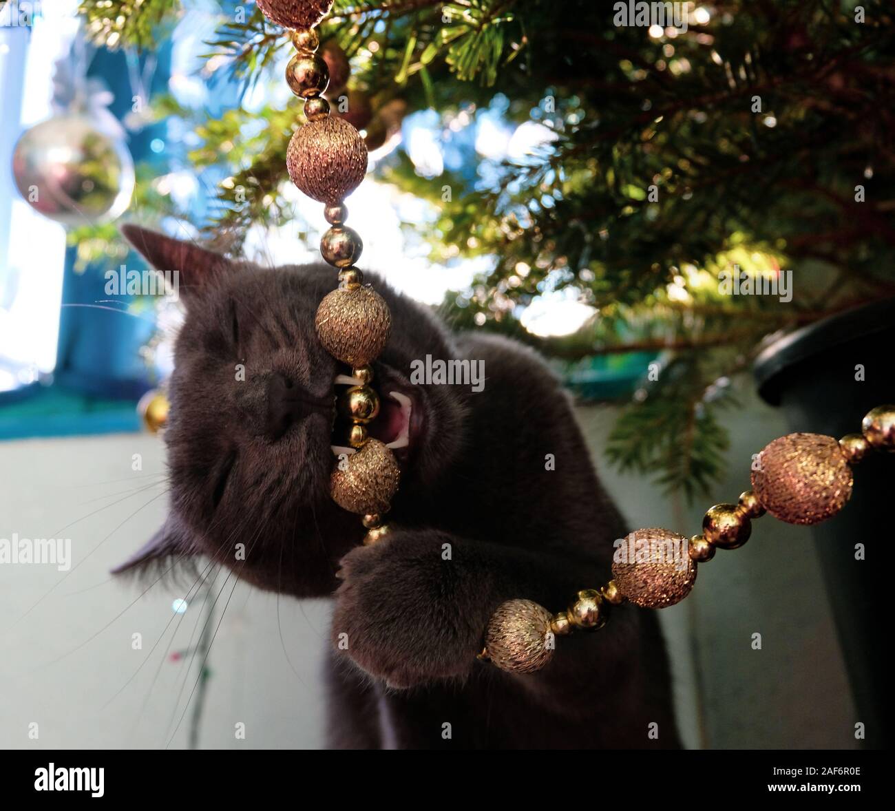 Curious Russian Blue Cat chewing on Christmas tree decoration Stock Photo Alamy