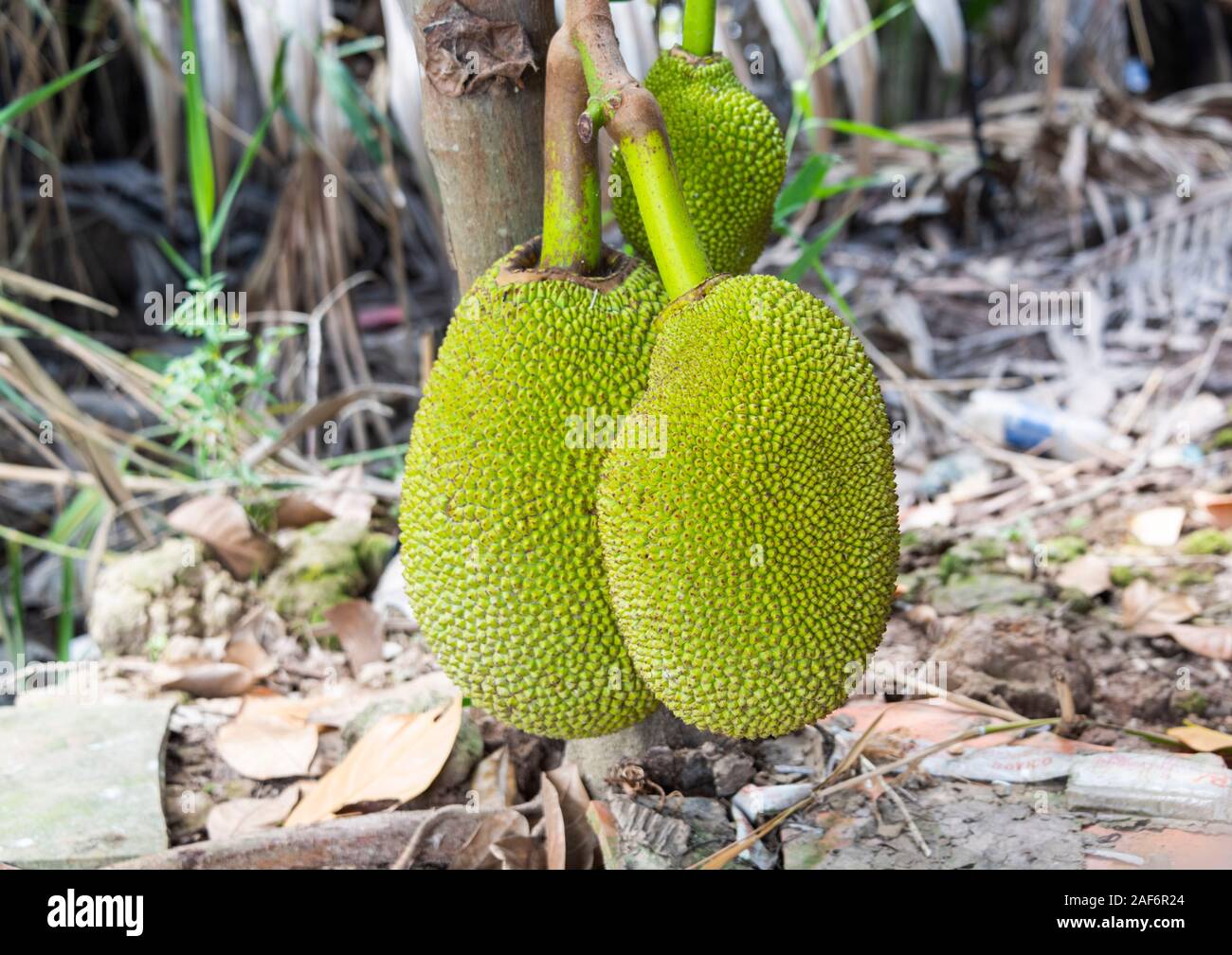 Green Jackfruit growing on tree Vietnam Stock Photo Alamy
