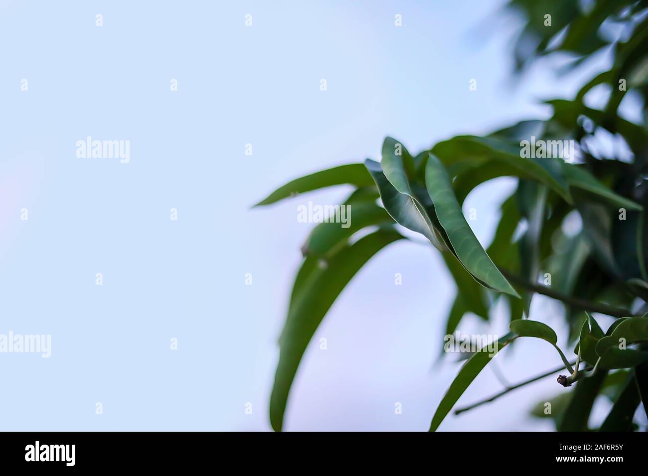 Green leaf frame isolated on blue sky background, Mango leave Stock ...