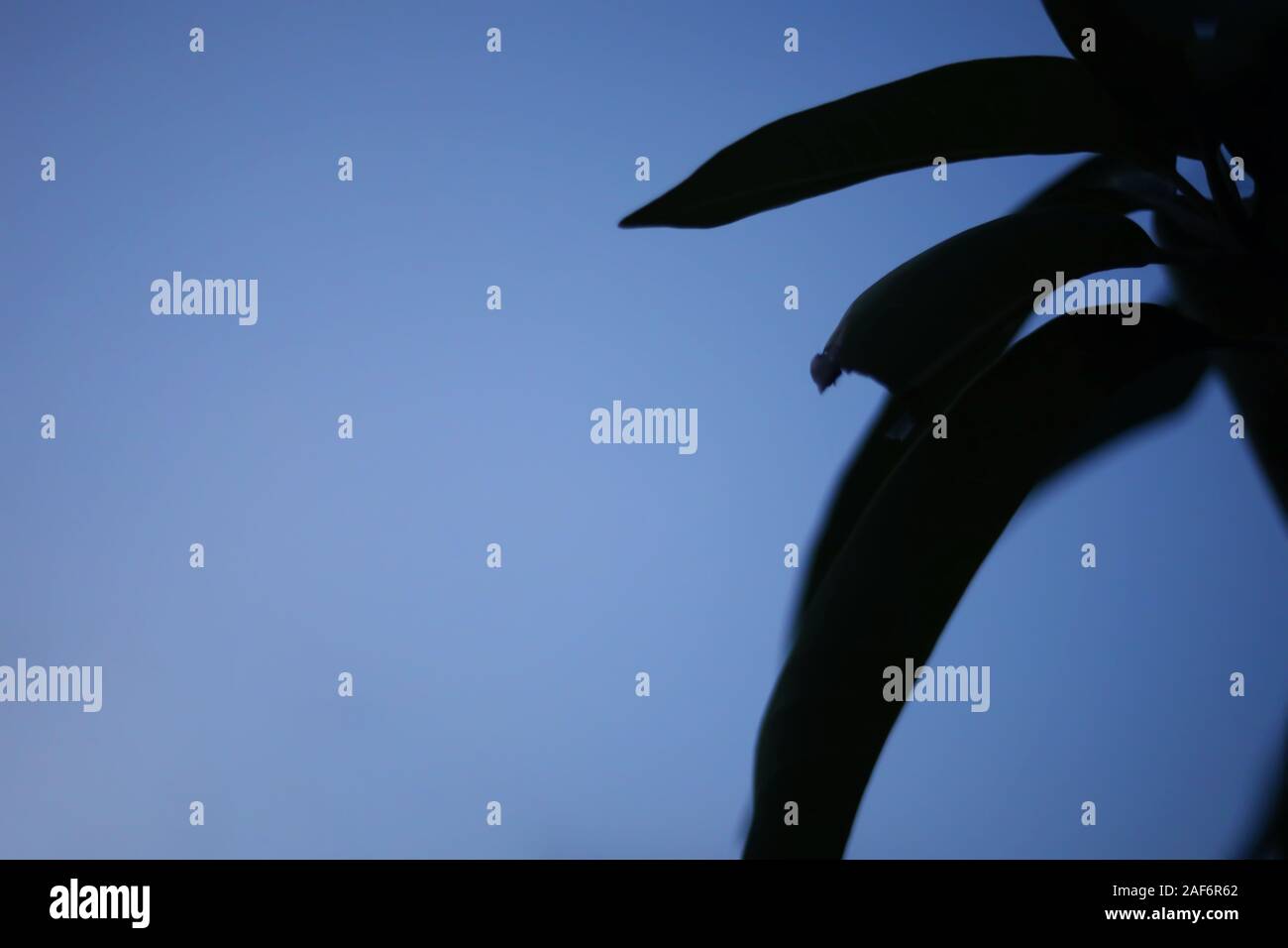 Mango leaf on blue sky backgrounds Stock Photo